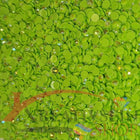 DMC 704 Chartreuse BRIGHT - runde Steine - Aurora Borealis (AB) - Diamond Painting - Kreativsein.shop