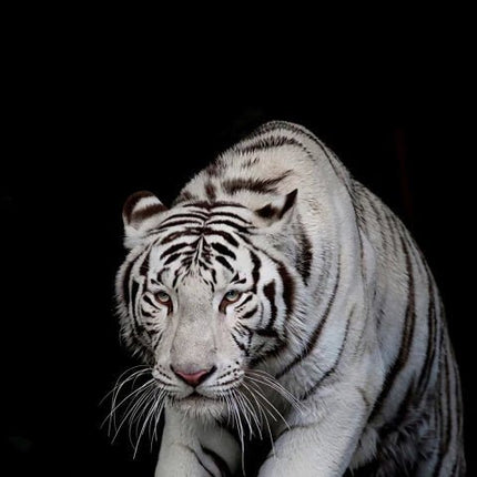 Fast weisser Tiger - 5D DIY Diamond Painting - Kreativsein.shop