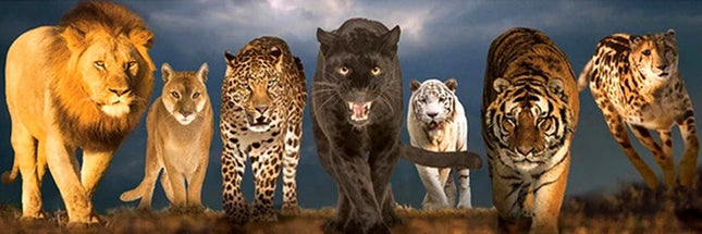 Raubkatzen - 5D DIY Diamond Painting - Kreativsein.shop