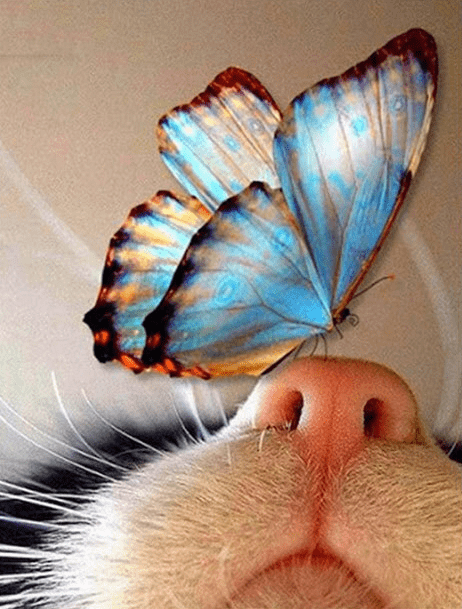 Schmetterling sitzt auf der Nase vom Kätzchen - 5D DIY Diamond Painting - Kreativsein.shop