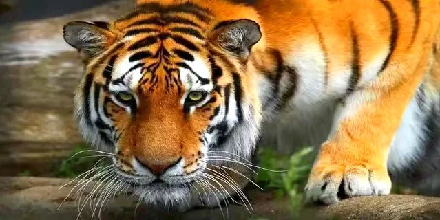 Tiger am Wasser - 5D DIY Diamond Painting - Kreativsein.shop