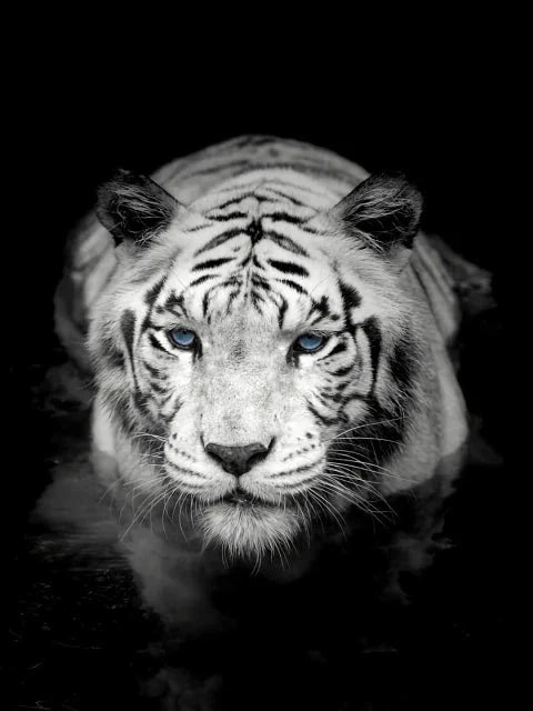 Tiger in schwarz/weiss - 5D DIY Diamond Painting - Kreativsein.shop