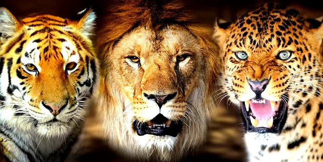 Tiger, Löwe und Leopard - 5D DIY Diamond Painting - Kreativsein.shop