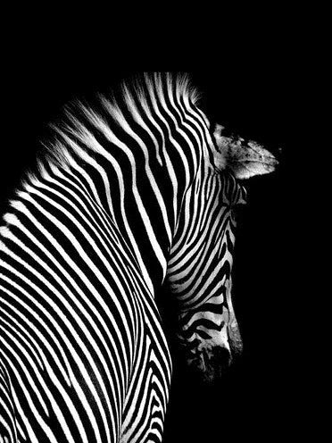 Diamond Painting DIY Zebra schwarz weiss