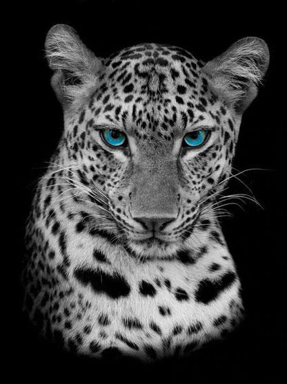 Malen mit Diamanten, so erschaffen Sie eigene Kunstwerke wie diesen Leoparden mit blauen augen in schwarz weiss