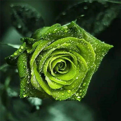 Grüne Rosenblüte mit Wassertropfen - Diamond Painting kreativ sein shop
