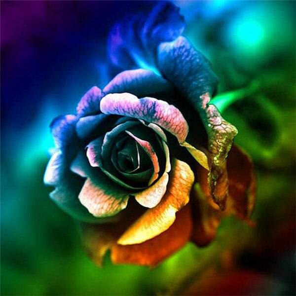 Rose mit bunten Blütenblättern | AB Diamond Painting - Kreativsein.shop
