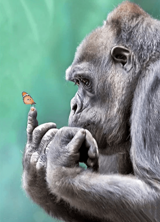 Gorilla bestaunt Schmetterling auf seinem Finger | Diamond Painting - Kreativsein.shop