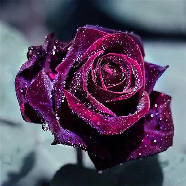 Lilafarbene Rosenblüte mit Wassertropfen - Diamond Painting kreativ sein shop